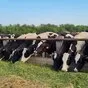 молоко от производителя оптом в Саратове и Саратовской области