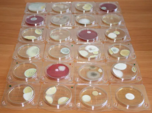 фотография продукта ПЕТРИТЕСТЫ тесты для микробиолог. контр.