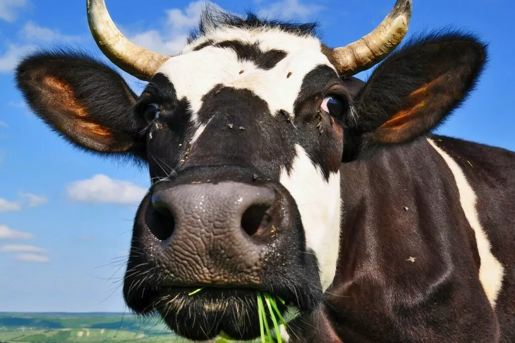 молоко коровье сырое в Саратове и Саратовской области